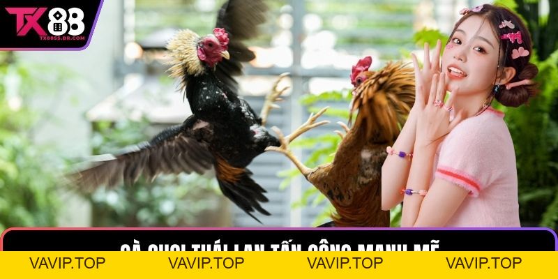 Game Đá Gà Cựa Sắt TX88 Với Các Trận Đấu Kịch Tính