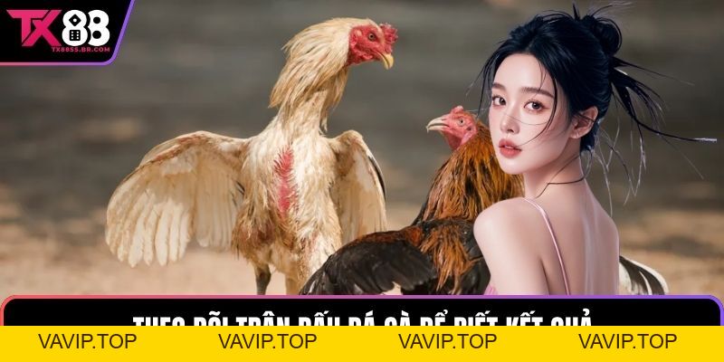 Đá Gà TX88 - Nơi Hội Tụ Những Chiến Kê Xuất Sắc