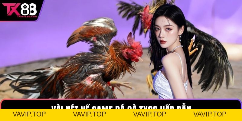 Đá Gà TX88 - Nơi Hội Tụ Những Chiến Kê Xuất Sắc